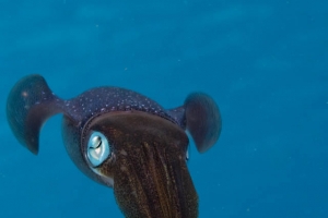 -016Bonaire_08Bonaire_08_keepers087