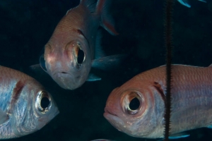 -018Bonaire_08Bonaire_08_keepers083