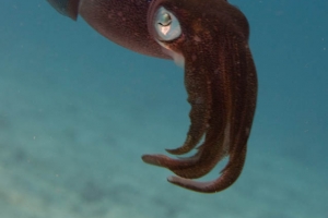 -021Bonaire_08Bonaire_08_keepers061