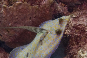 -022Bonaire_08Bonaire_08_keepers078