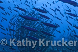 -024parrot_&_trumpet_1