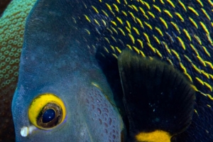 -027Bonaire_08Bonaire_08_keepers088