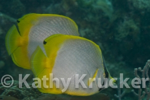 -001T&C_2009-049