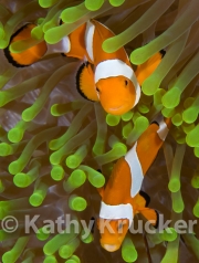 Western False Clowns in anemone