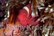 -059Clowns-kk-28