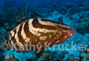 -002T&C_2009-080