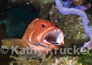 Wrasse cleaning inside Coney mouth