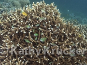 -002INDO_KEEPERS_010