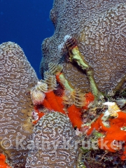 -044tube_worms_-_utila