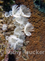 -048UTILA~6F
