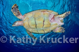 -001Cozumel_2008_KK_072