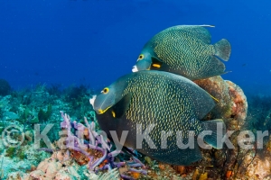 -002Cozumel_2008_KK_038