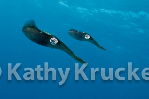 -003Cozumel_2008_KK_004