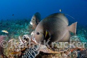 -004Cozumel_2008_KK_017