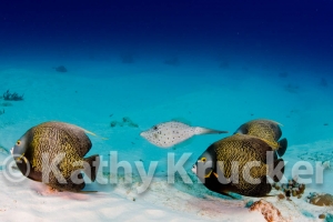 -006Cozumel_2008_KK_037