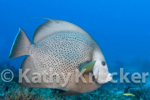 -008Cozumel_2008_KK_045