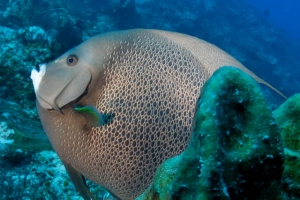 -009Cozumel_2008_KK_044