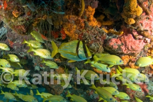 -010Cozumel_2008_KK_041