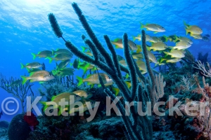 -011Cozumel_2008_KK_042