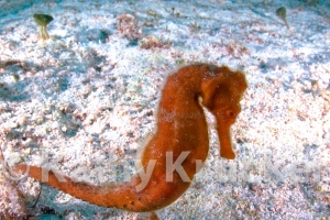 -012Cozumel_2008_KK_006