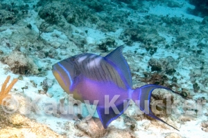 -013Cozumel_2008_KK_013