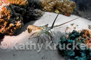 -015Cozumel_2008_KK_046