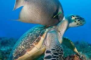 -016Cozumel_Combo036_copy