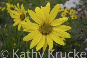 Crested_Butte-001
