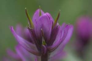 Crested_Butte-003