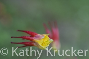 Crested_Butte-004