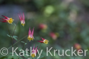 Crested_Butte-005