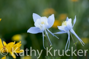 Crested_Butte-011