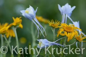 Crested_Butte-012