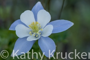 Crested_Butte-014