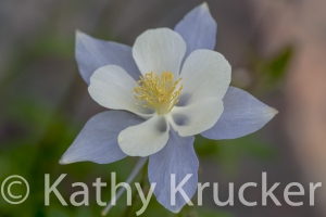 Crested_Butte-015