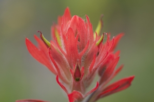 Crested_Butte-016