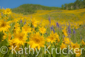 Crested_Butte-018