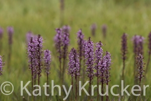 Crested_Butte-019