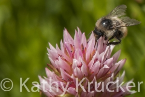 Crested_Butte-020