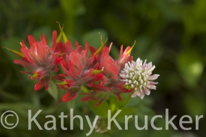 Crested_Butte-024