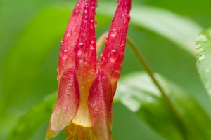 Red Columbine