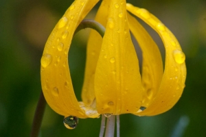 Glacier Lily - near Lake Erwin