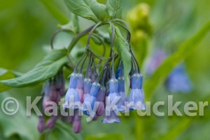 -005Crested_Butte_2008-43