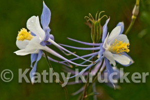 -022Kathy_Krucker_-_2013_CB_Land_Trust_Calendar14