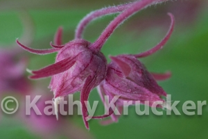 -025Kathy_Krucker_-_2013_CB_Land_Trust_Calendar15