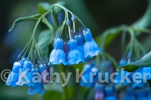 -027Kathy_Krucker_-_2013_CB_Land_Trust_Calendar25