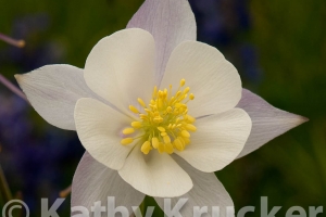 -032Crested_Butte-kk-66