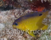-001T&C_2009-091