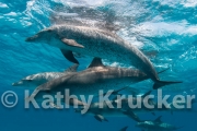 -003Bahamas_Dolphins2-127