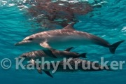 -010Bahamas_Dolphins2-52